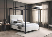 Pending - IFDC Queen IF-5932 - Available in 2 Sizes